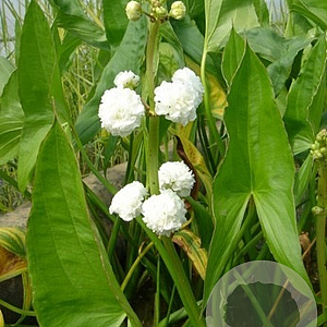 Sagittaria sag. 'Flore Pleno' GM P9 leverbaar