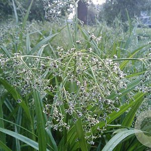 Scirpus sylvaticus GM P9 leverbaar