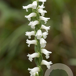 Spiranthes cernua GM P9 leverbaar