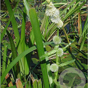 Sparganium emersum GM P9 leverbaar