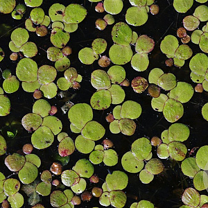 Spirodela polyrhiza GM wortelgoed leverbaar