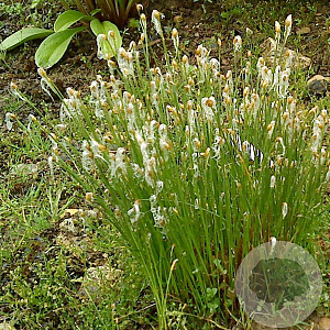 Trichophorum alpinum GM P9 leverbaar