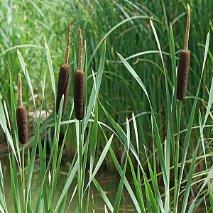 Typha shuttleworthii GM P9 leverbaar