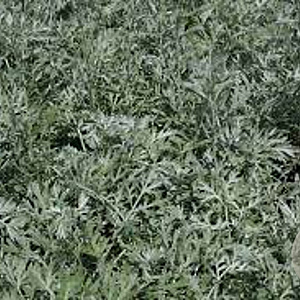 Artemisia absinth 'Lambrook Silver' GM P9