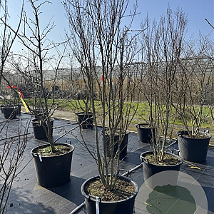 Lagerstroemia i. Rhapsody in Blue 200-225 cm cont. 80L meerstammig