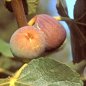 Ficus car. 'Grise de Tarascon' 80-100 cm 35L meerstammig