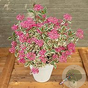 Hydrangea s. Euphoria Pink GM C5