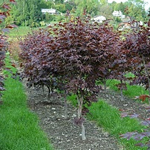 Acer pal. 'Red Flash' 150-175 cm cont. 55L