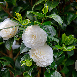 Camellia j. 'Powder Puff' halfstam container
