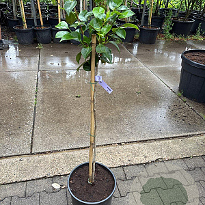 Camellia j. 'Powder Puff' halfstam container