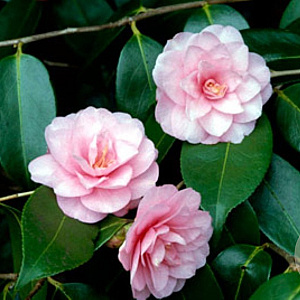 Camellia 'Spring Festival' halfstam container