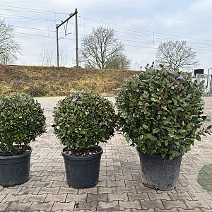 Elaeagnus ebb. 'Compacta' 60 cm 35L bol