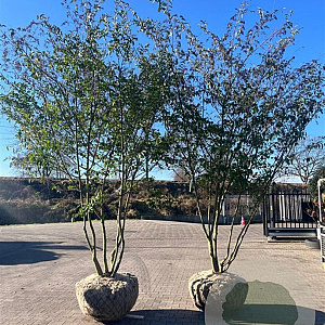 Ligustrum sinense 300-350 cm draadkluit meerstammig