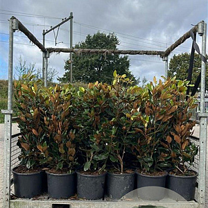 Magnolia grand. 'Little Gem' 80-100 cm container