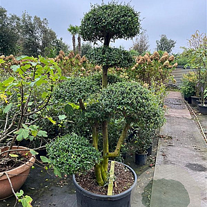 Olea europaea sylvestris GM container solitair bonsai