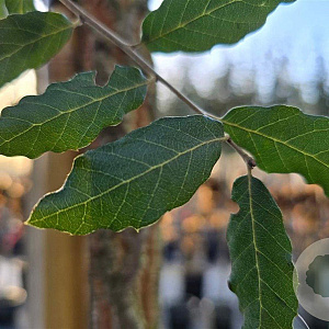 Quercus suber 12-14 HO container