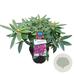 Rhododendron Dramatic Dark 30-40 cm 5,0L struik