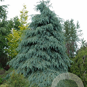 Picea engelmannii 'Bush's Lace' 70-80 cm 10L
