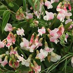 Lathyrus vernus 'Alboroseus' GM P9