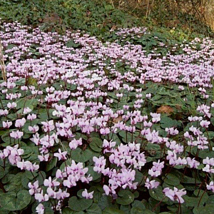 Cyclamen coum GM P9