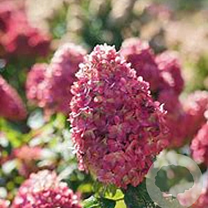 Hydrangea pan. Limelight Prime 80-100 cm 20L