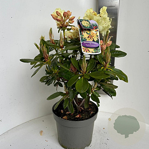 Rhododendron 'Nancy Evans' 40-50 cm P23 B kwaliteit