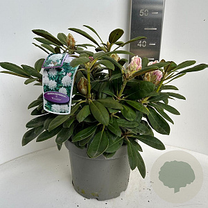 Rhododendron (Y) 'Porzellan' 30-40 cm 5,0L