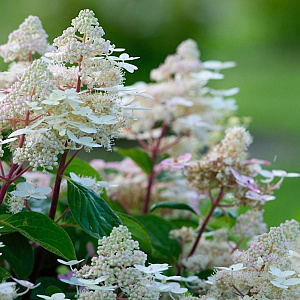 Hydrangea pan. Early Harry 50-60 cm 30L