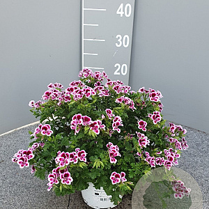 Pelargonium 'Graveolens' P14