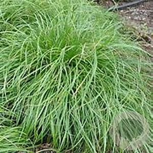 Carex umbrosa GM P9
