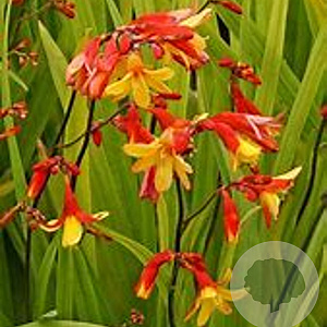 Crocosmia 'Harlquin' GM P9