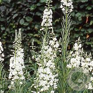 Epilobium ang. 'Album' GM P9