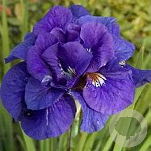 Iris sib. 'Kabluey' GM P9