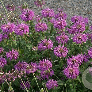 Monarda fistulosa 'Pummel' GM P9