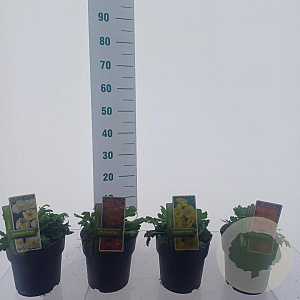 Papaver nud. Gemengd 25-30 cm 2,0L