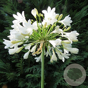Agapanthus 'Arctic Star' 50-60 cm 5,0L