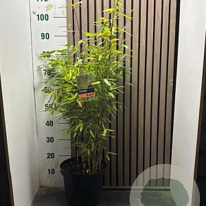 Fargesia mur. 'Jumbo' 60-80 cm 7,5L