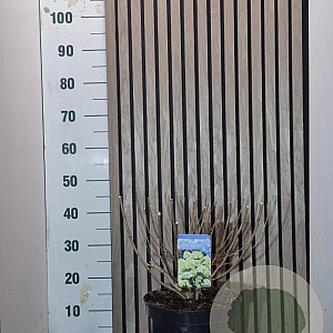 Hydrangea pan. 'Bombshell' 40-50 cm 7,5L