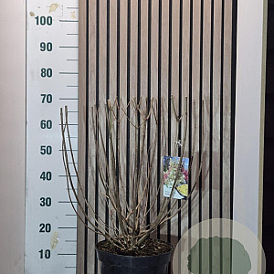 Hydrangea pan. Candlelight 50-60 cm 7,5L