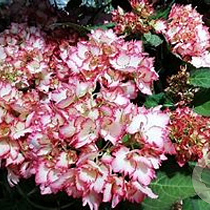 Hydrangea pan. Cocktail 50-60 cm 7,5L