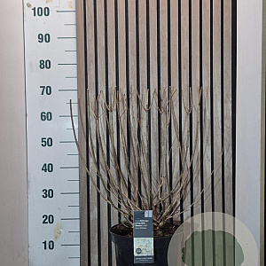 Hydrangea pan. Liv. Little Blossom 50-60 cm 7,5L