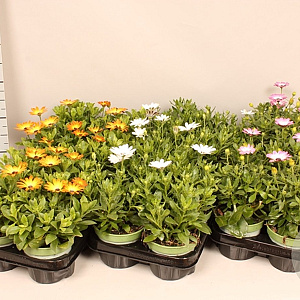 Osteospermum Divers GM P12