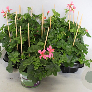 Pelargonium peltatum rose GM P12