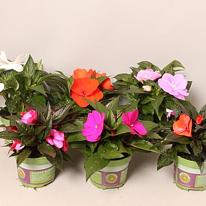 Impatiens N.G. ClockWork Divers GM P12