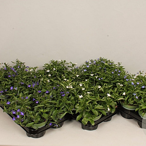 Lobelia divers GM P12