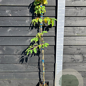 Actinidia a. 'Geneva' 150-175 cm vierkant rond 5,5L