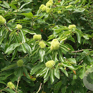 Castanea sat. 'Dorée de Lyon' 150-175 cm 6L