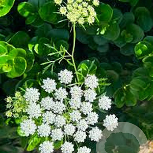 Cenolophium denudatum GM P9