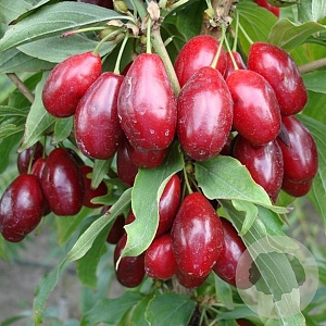 Cornus mas 'Bolestraszycki' 60-80 cm wortelgoed