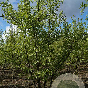 Cornus mas 'Swietlikzak' 60-80 cm wortelgoed